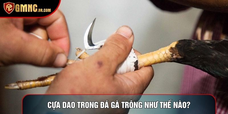 Cựa dao trong đá gà trực tuyến trông như thế nào?