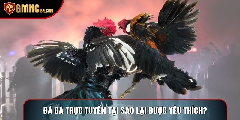 Đá gà trực tuyến tại sao lại được yêu thích?
