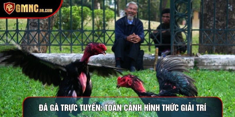 Đá Gà Trực Tuyến: Toàn Cảnh Hình Thức Giải Trí Kê Thuật 