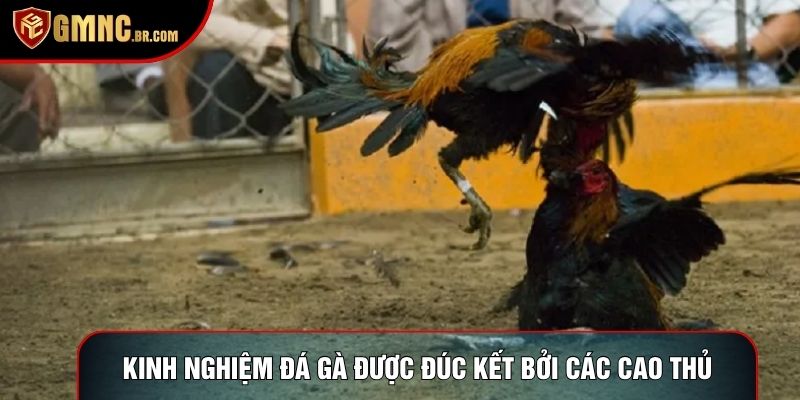 Kinh nghiệm đá gà được đúc kết bởi các cao thủ