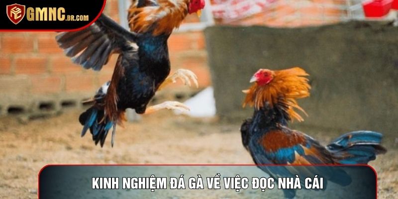 Kinh nghiệm đá gà về việc đọc nhà cái