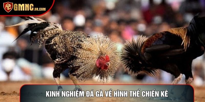 Kinh nghiệm đá gà về hình thể chiến kê