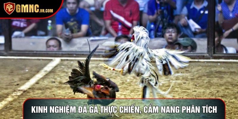 Kinh Nghiệm Đá Gà Thực Chiến, Cẩm Nang Phân Tích Đỉnh Cao